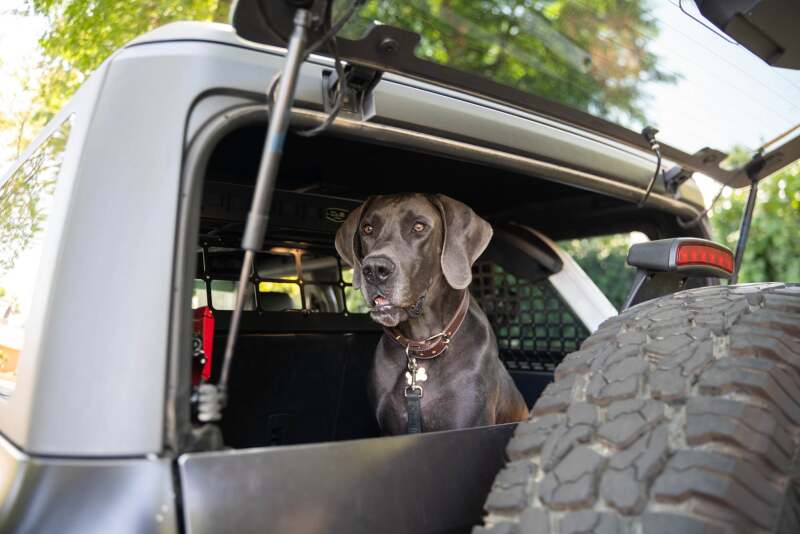 DV8 Offroad 2021-2024 Ford Bronco Dog Barrier Exterior Trim DV8 Offroad