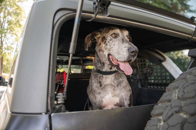 DV8 Offroad 2021-2024 Ford Bronco Dog Barrier Exterior Trim DV8 Offroad