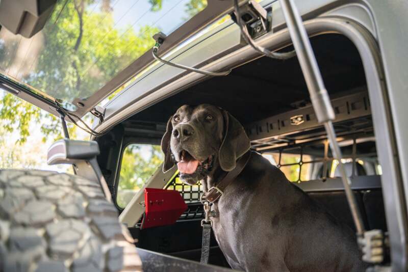 DV8 Offroad 2021-2024 Ford Bronco Dog Barrier Exterior Trim DV8 Offroad